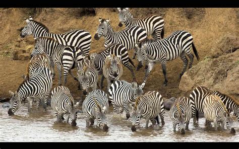Zebra Desktop Wallpaper Wallpapersafari