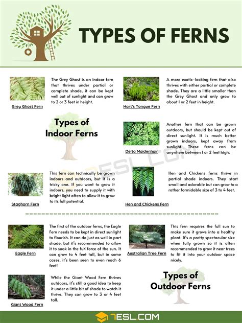8 Different Types Of Ferns With Interesting Facts And Pictures 7esl