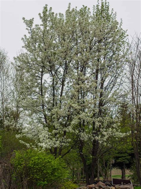 34 White Flowering Trees In Spring Progardentips