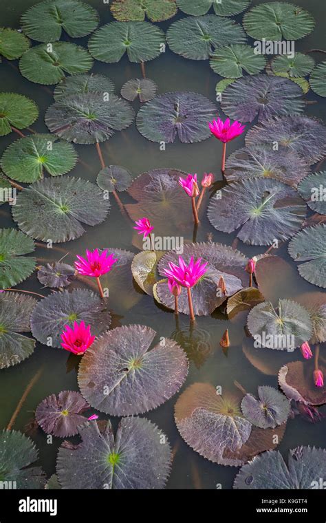 Red Water Lilies Nymphaea Rubra In A Pond Sukhothai Historical Park