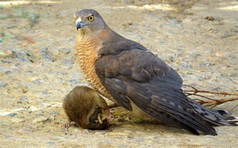 Do Hawks Attack And Eat Cats What You Need To Know Pet Keen