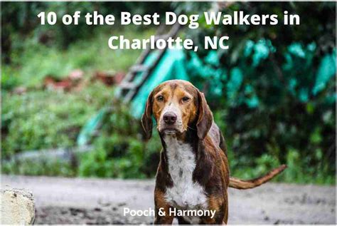 10 Of The Best Dog Walkers In Charlotte Nc Pooch And Harmony