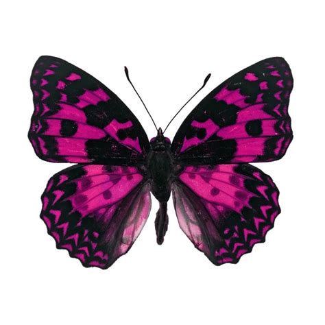 Pink Butterfly Stock Photo By ©thawats 57696221