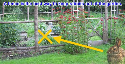 When it comes to rabbit fencing, be aware that size, height, and the material of the fence matter equally. How to Get Rid of Rabbits