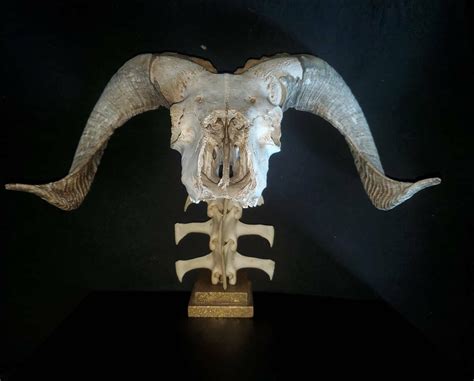 Real Ram Skull On Spine And Metal Base Oddities And Etsy