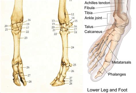 Leg Bone Diagram Medical Education Chart Of Biology For Femur Bone