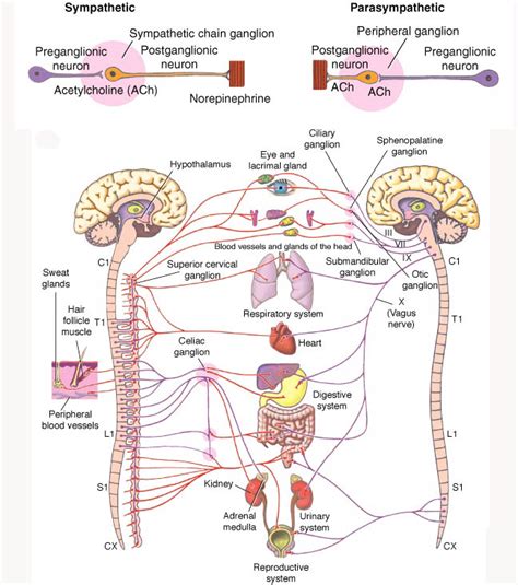 The basic structure of a neuron and an overall diagram of the human nervous system. the central nervous system brain - ModernHeal.com