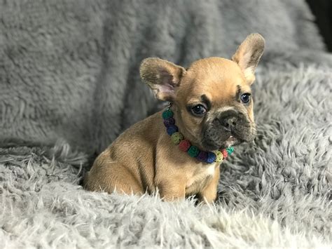 Find the perfect akc puppy for sale at puppyfind.com. PennySaver | AKC FRENCH BULLDOG PUPPIES in Riverside, California, USA