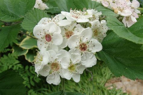Maybe you would like to learn more about one of these? Olbrich Botanical Garden Madison, WI | Botanical ...