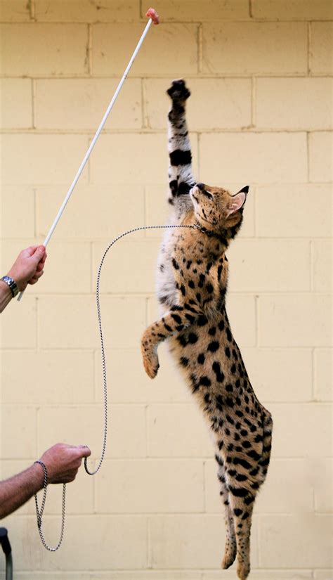 Servals Have Exceptional Jumping Skills Savannah Cat Price Savannah