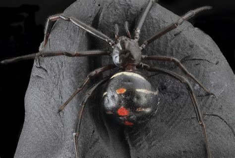 Virus Uses Stolen Poison Genes From Deadly Black Widow Spider World