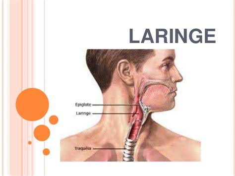 El cáncer de laringe y de faringe tienen aspectos comunes en las causas, en muchos síntomas y en tratamientos. Laringe