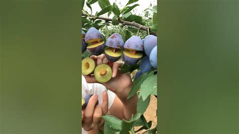 oddly satisfying fruit epic fresh fruit ninja 🍇🥑 short youtube