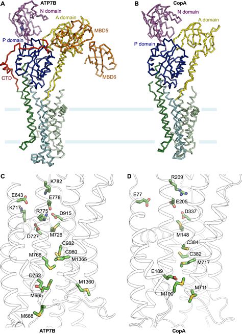 Structure Of The Wilson Disease Copper Transporter Atp7b Science Advances