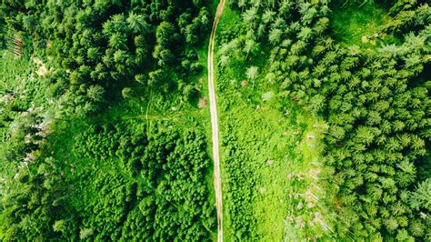 Drone Image Forest Trees Road