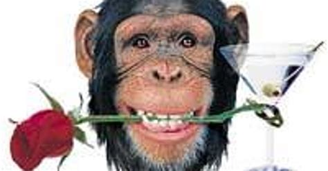 Chimpanzees Too Use Sex Tool
