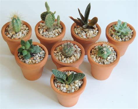 Suculentas Y Cactus El Edén Tipos De Macetas Para Tus Plantas