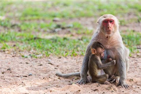 حديقة الحياة البرية في لنكاوي ماليزيا أفضل 11 نشاط سياحي الرحالة