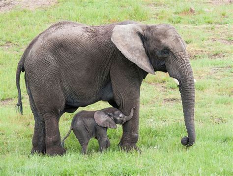 New Baby Elephant At West Midland Safari Park Birmingham Live