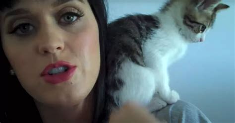 Katy Perry Left Devastated As Beloved Cat Kitty Purry Dies Daily Star