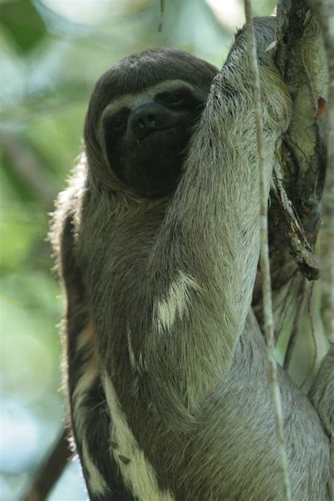 Not only that, but sloths have 30% less muscle mass than similar sized mammals and are over three times stronger than the average human. Life in slow mo: sloths and anteaters - Mashpi Lodge