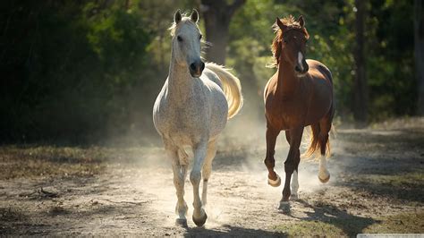 Beautiful Horses Amazing High Quality Wallpapers All Hd Wallpapers