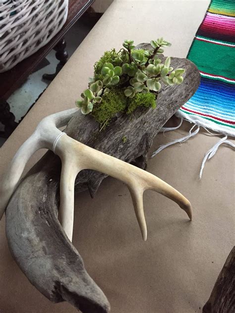 Centerpieces ~ Driftwood Succulents Deer Antler Antlers Decor