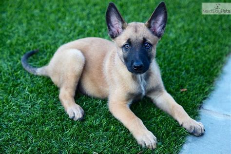 Belgian Malinois Puppy For Sale Near Los Angeles California