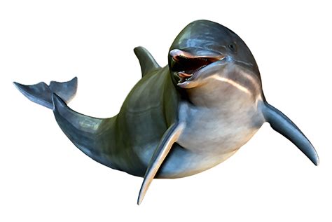 Dolphin Cetacea Clip Art Dolphin Png Download 18951270 Free