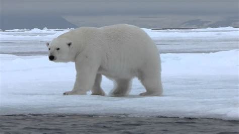 ⇒ El Oso Polar U Oso Blanco Descripción Imágenes Y