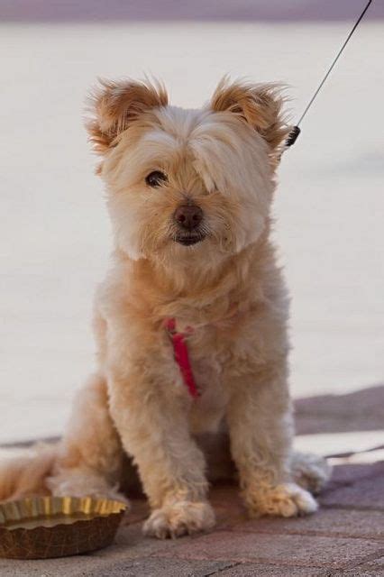 Four parents and 15 students had at least 10 inches of hair cut off to donate on feb. Picture Worthy 2 | Animals friends, Cute puppies, Dog lovers