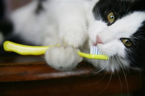 How To Brush Your Cat’s Teeth Dupont Veterinary Clinic