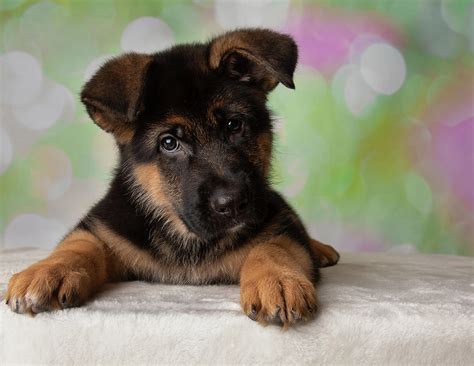 German Shepherd Puppy Dog Tilt Photograph By Ashley Swanson Fine Art