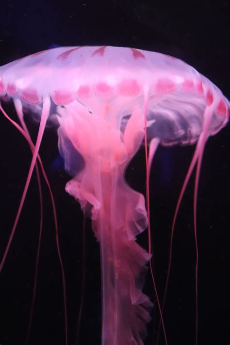 A Beautiful Pink Jellyfish Dancing In The Ocean Waves Ocean Pink