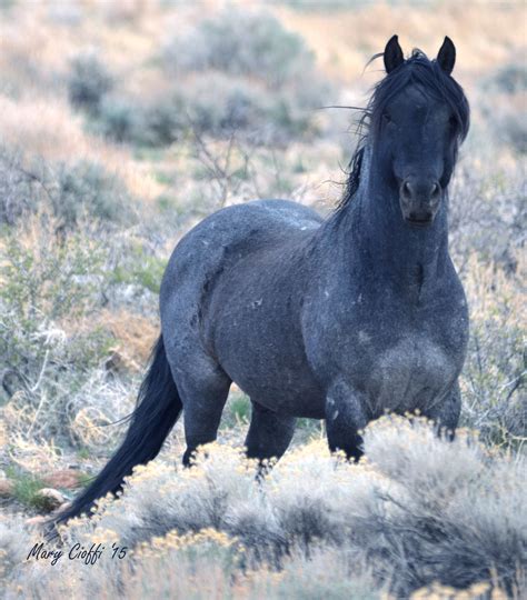Blue Mustang Stallion In The Pine Nut Mountains Of Nevada 2015 Wild