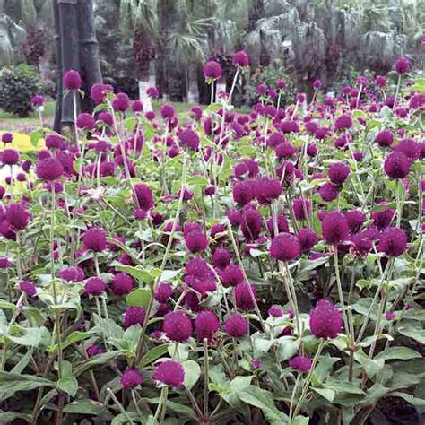 Las Vegas Purple Gomphrena Seeds From Park Seed
