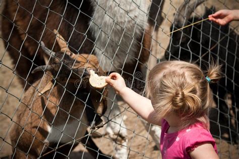 Child Feeding Zoo Animal Stock Image Image Of Young 24723515