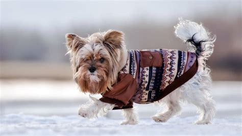 Do Yorkies Need Sweaters In The Winter