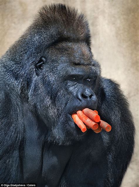 Im Trying To Cut Down Gorilla Who Cant Stop Gorging On Carrots