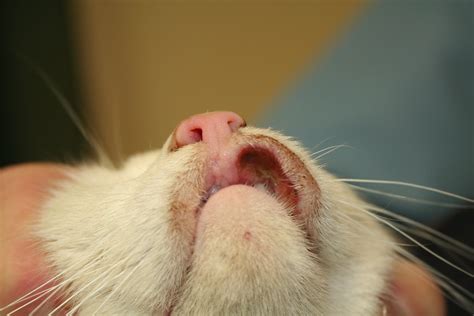 Rodent Ulcer Cat Lip Treatment Cat Meme Stock Pictures And Photos