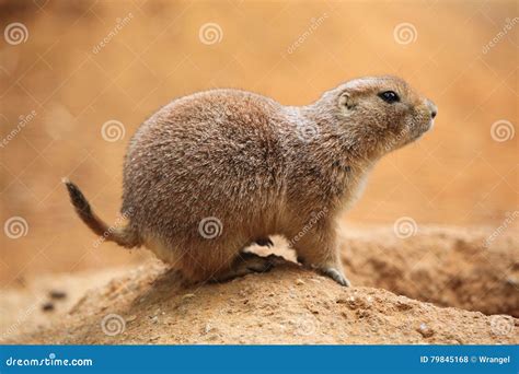 Black Tailed Prairie Dog Cynomys Ludovicianus Stock Photo Image Of