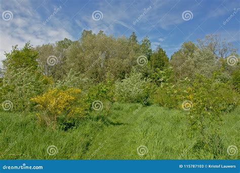 Grass Path Through A Lush Green Meadow With Scothc Broom Shrubs And