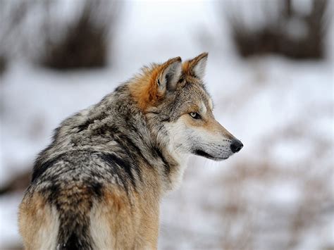 Court Settlement Provides Hope For Mexican Gray Wolves