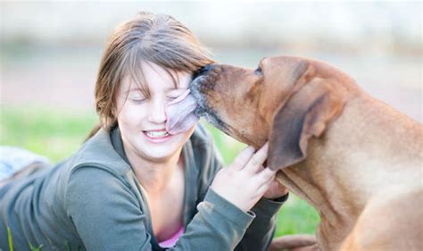 Pampered Pets Can Letting A Dog Lick Your Face Lead To A Worm