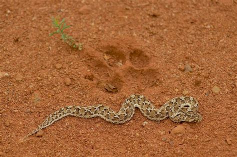 Indian Saw Scaled Viper Facts Diet Habitat And Pictures On Animaliabio