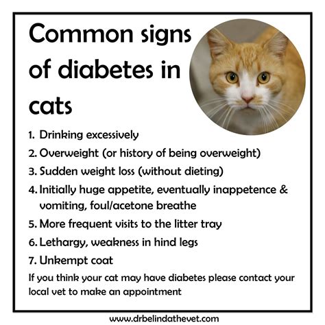 How Do You Know If A Cat Has Diabetes Cat Lovster