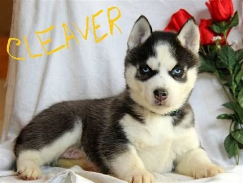 Search listings for husky and other items on ksl classifieds. Beautiful blue eyed Siberian Husky puppies will make ...