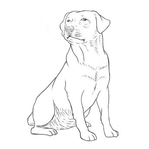 Labrador Retriever Dog For Coloring Page Sketch Coloring Page