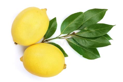 Branche Des Citrons Juteux Avec Des Feuilles Disolement Sur Le Fond