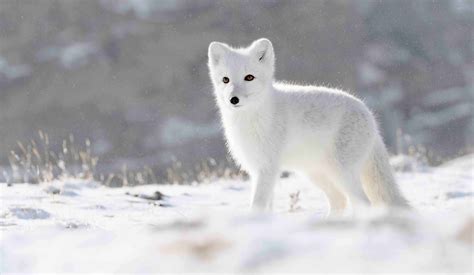 Arctic Fox In Winter